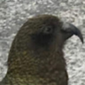 Meet your Posher, Nathan